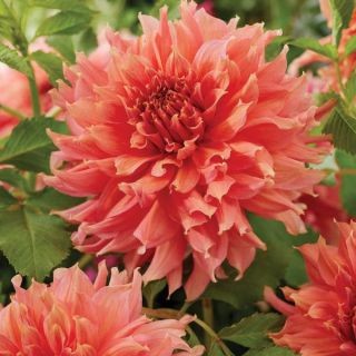 Fairway Spur Dahlia Thumbnail